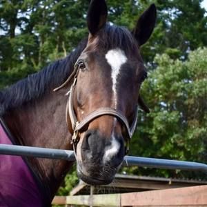 Meet your Posher, Ava